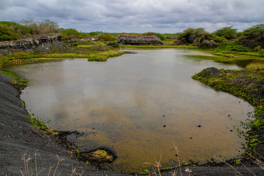 Swamp With Flamingos At Galapagos