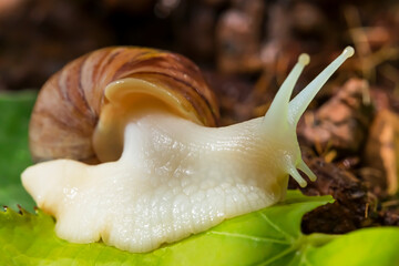Achatina snail close-up. Green leaf. Macro photo. The surface texture of the snail's body. Snail habitat. Soil in the background. The texture of the green leaf. Snail for Relaxation and cosmetology