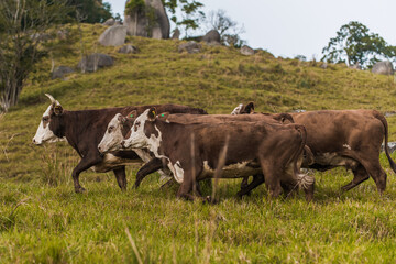 Cattle breed hereford and ostensible breeding for milk production and beef..