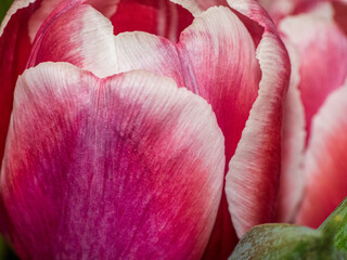 Close up of bouquet of pink tulips