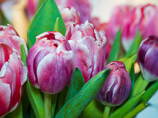 Fototapeta premium Close up of bouquet of pink tulips