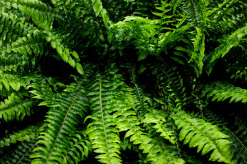 Boston fern fronds background