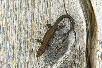 young lizard lying in the sun on a wooden board close up.