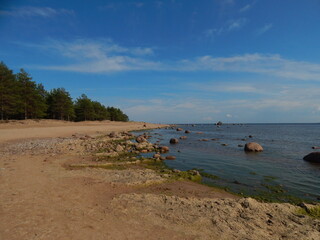Sea view from the side of sand dunes, pine trees against a blue sky