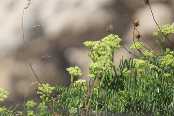 Calanques de Marseille