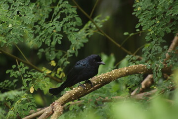 blackbird on a branch