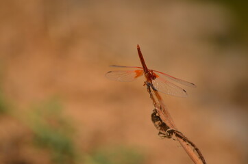 dragonfly on a branch