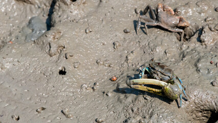Crabs that feed in mangrove forests