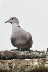 Obraz premium dove on a branch