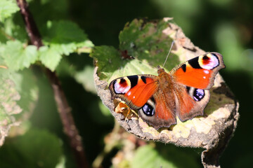 Peacock Butterfly