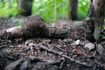 Obraz premium Une loupe sur la racine d'un arbre