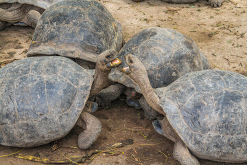 Group of young galapagos giant tortoises, aggressive