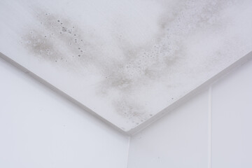 Start of mold build-up on bathroom ceiling, still with simple cleaning solution - obrazy, fototapety, plakaty