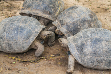 Group of young galapagos giant tortoises at breeding center