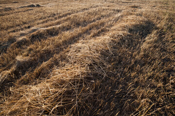 Ściernisko z leżącą słomą.