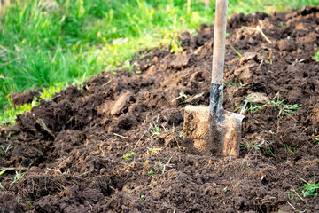 Old dirty shovel stuck in the ground on the garden bed. Gardening tool and equipment. Garden work...