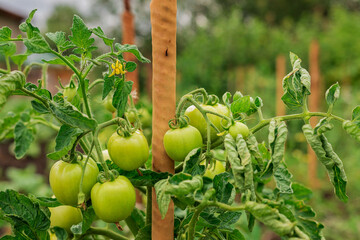 Green tomatoes are hanging from the bushes. Unripe vegetables. Agronomy, agriculture.