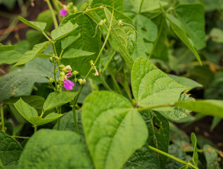 Purple bean flowers. Nature. Agriculture. Selective focus.