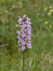 Obraz premium wildflower exotic orchid orchis in the nature
