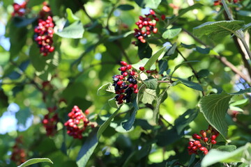 Elderberry ripen on the branches of a bush