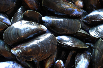 Macro photography of mussels for food background © Cala Mitysyl
