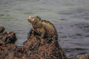 Marine iguana sitting on a rock near Puerto Ayora, Isla Santa Cruz, Galapagos Islands, Ecuador