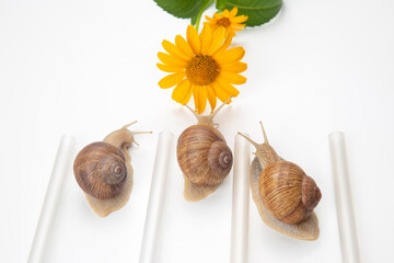 Helix pomatia. snails compete to reach the yellow flower. mollusc and invertebrate. delicacy meat and gourmet food.
