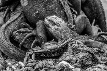 Close-up of endemic Galapagos wildlife: marine iguanas and red crab (black and white)