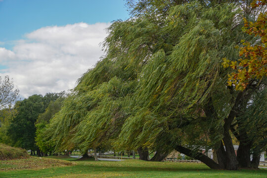 Croton-on-Hudson, New York, USA: Willows -- Salix alba, also called sallows -- blowing in a strong wind at Croton Point Park, along the Hudson River in Westchester County.
