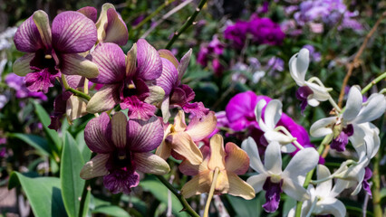 Purple orchids in the garden