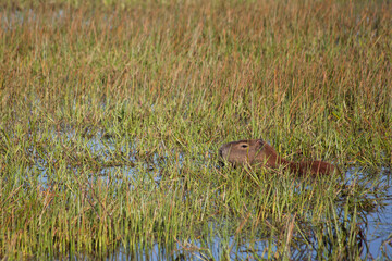 Capybara at wetland - Mato Grosso do Sul - Brazil