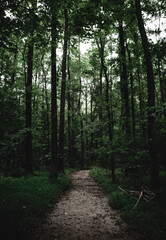 Fototapeta premium Hiking Trail in Forest