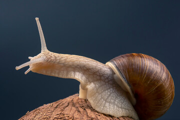 Helix pomatia. grape snail on a coconut on a dark background. mollusc and invertebrate. gourmet protein meat food.