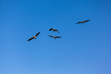 Birds Southern Lapwing flying at blue sky without clouds