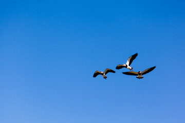 Birds Southern Lapwing flying at blue sky without clouds