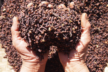 Farmers grasping Indonesian dried cloves. Cloves are scented dried flower buds from the Myrtaceae tree family.