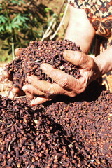 Farmers grasping Indonesian dried cloves. Cloves are scented dried flower buds from the Myrtaceae tree family.
