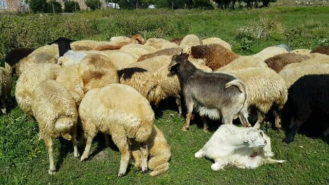 A herd of sheep, lambs and goats graze in a meadow on a Sunny day. Beautiful domestic mammals feed on plants.