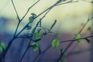 Young blooming green birch leaves in spring. Hello, spring. Background.