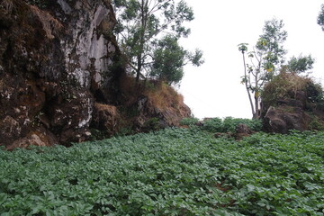 
Dieng Tourism Destinations, Central Java, Indonesia.
