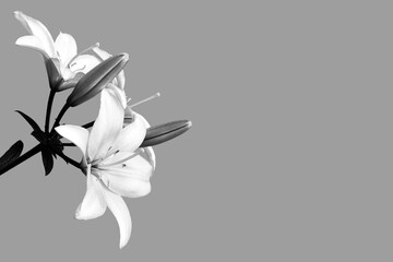 Condolence card with lily flowers isolated on grey background with copy space