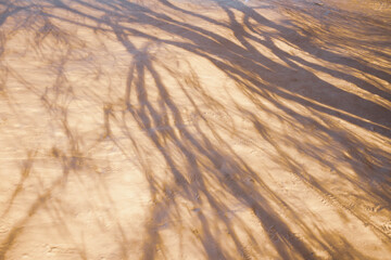 The shadow of a tree on the snow in the evening, at night from the light of a lantern. Footprints in winter in the snow. Background.