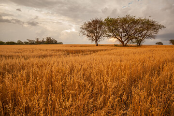 Fototapeta premium Planting of oats in the evening