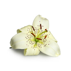 Fototapeta na wymiar White Asiatic lily flower isolated on white background