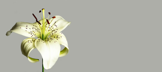 White Asiatic lily flower isolated on grey background with copy space