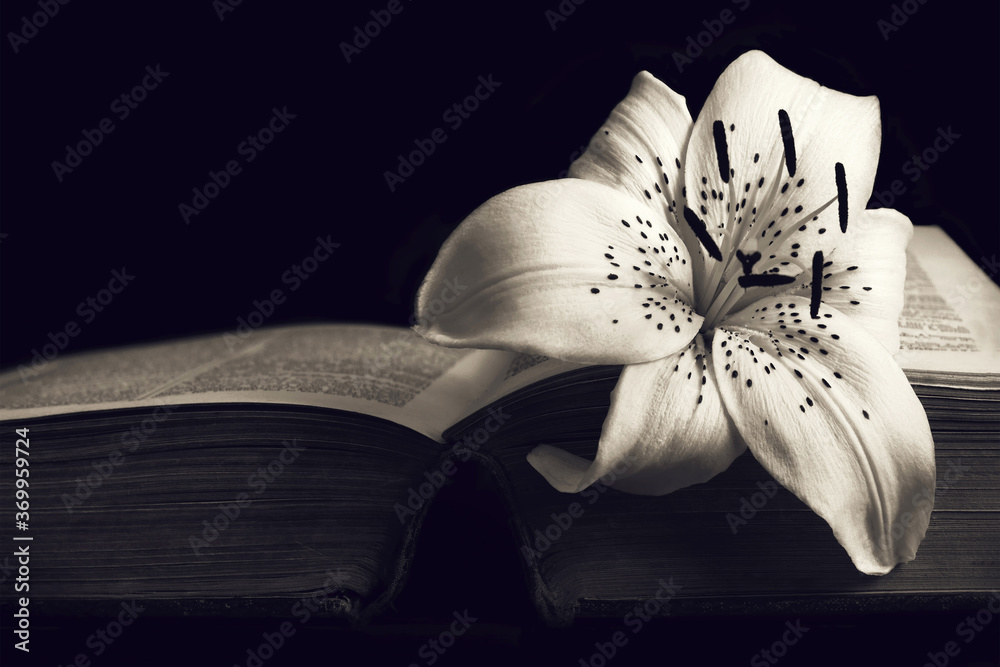 Wall mural Condolence card with copy space. White lily flower on open book