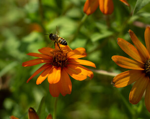 A small bee atop a Black-eyed Susan flower in the garden.