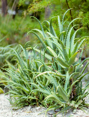 Fototapeta premium A red Aloe plant found in a garden in Spring, TX.