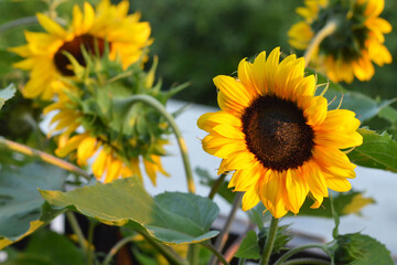 Blooming sunflowers in the summer garden
