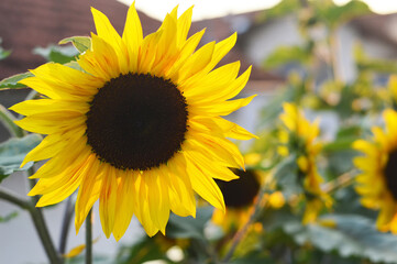 Fototapeta premium Close up of blooming sunflower in the garden